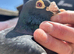 Coloured Racing Pigeon