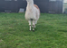 Llama for sale