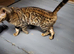 Rosette bengal for sale