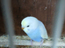 Female Rainbow Budgie