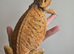 Red monster female bearded dragon
