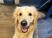 Golden Retriever for Stud