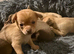 Chihuahua puppies for sale