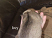 7 husky puppies for sale &pound;800