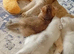 Beautiful fluffy British Shorthair kittens. Cheltenham