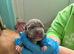 Mixed bully puppy