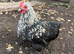 Pekin Bantams