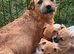 Brown and white male puppy