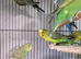 Green black wings