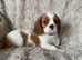 Cavalier King Charles puppies available