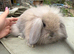 Lop doe binnies
