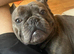 French bulldog stud