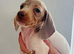 Adore miniature daschund puppies