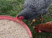 Plymouth Rock bantams