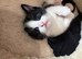 Male Kitten