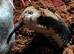 FALSE WATER COBRA