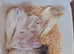 Albino Cockatiels