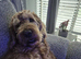 Beautiful Black Wavy Medium Labradoodle Girl - Born 11 August
