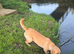 Beautiful labrador retriever