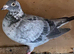Qualmond racing pigeon RPRA ring