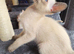 Full siamese female and male