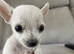 Chihuahua teacup size apple Head puppy