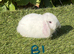 Pure bred mini lops .5 girls 3 boys .