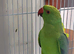 Indian Ringneck Parakeets – 4 Months Old