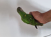 Baby Senegal