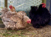 Pekin bantam frizzle chicks