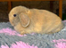 Stunning mini lop doe available