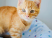 Gorgeous Ginger Ragdoll Bengal kittens ready for loving new homes