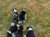 Beautiful Collie Puppies for Sale