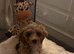 F2 COCKAPOO GIRL READY NOW