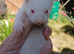 Micro Ferret Babies