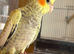 Hand-Reared Cockatiel