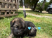 Puppies