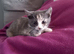 Stunning kittens for sale