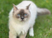 Male and female Ragdolls