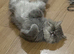Beautiful exotic Persian longhair cat looking for new home