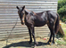 Friesian x tb yearling