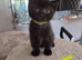 British Shorthair x Domestic Shorthair