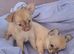 Long coat chihuahua males Ready to leave now