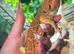 Waffles (male bearded dragon) + setup