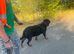 Beautiful sweet pedigree female rottweiler needs a home