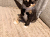 4 beautiful kittens