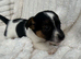 Jack Russel puppy&rsquo;s for sale