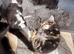 6 beautiful kittens looking for their forever home