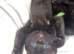 Kittens for sale