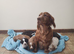 Cocker Spaniel Puppies Top Quality